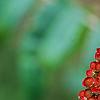 Rhus glabra, fruit