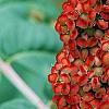 Rhus glabra, fruit
