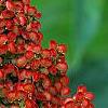 Rhus glabra, fruit