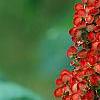 Rhus glabra, fruit