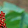 Rhus glabra, fruit