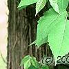 Toxicodendron radicans, habit