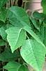 Toxicodendron radicans, habit