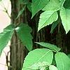 Toxicodendron radicans, habit
