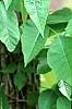 Toxicodendron radicans, habit