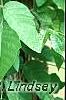 Toxicodendron radicans, habit