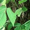 Toxicodendron radicans, habit