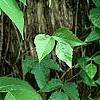 Toxicodendron radicans, habit