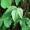 Toxicodendron radicans, habit
