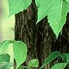 Toxicodendron radicans, habit