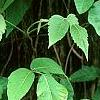 Toxicodendron radicans, habit