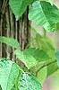 Toxicodendron radicans, habit