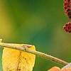 Rhus typhina, fruit