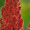 Rhus typhina, fruit