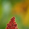 Rhus typhina, fruit