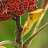 Rhus typhina, fruit