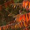 Rhus typhina, fall color