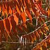 Rhus typhina, fall color