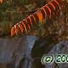 Rhus typhina, fall color