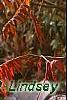 Rhus typhina, fall color