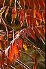 Rhus typhina, fall color