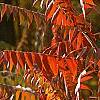 Rhus typhina, fall color