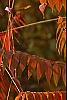 Rhus typhina, fall color