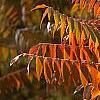 Rhus typhina, fall color