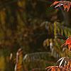 Rhus typhina, fall color