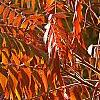 Rhus typhina, fall color