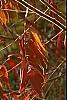 Rhus typhina, fall color