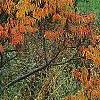 Rhus typhina 'Laciniata', fall color