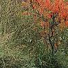 Rhus typhina 'Laciniata', fall color
