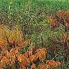 Rhus typhina 'Laciniata', fall color