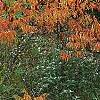 Rhus typhina 'Laciniata', fall color
