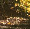 Asimina triloba, habit