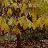 Asimina triloba, habit