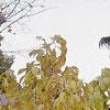 Asimina triloba, habit