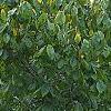 Asimina triloba, habit