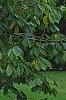 Asimina triloba, habit