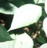 Asimina triloba, leaves