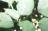 Asimina triloba, leaves