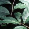 Asimina triloba, leaves