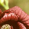 Asimina triloba, flowers