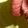 Asimina triloba, flowers