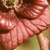 Asimina triloba, flowers