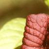 Asimina triloba, flowers