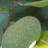Asimina triloba, fruit