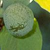 Asimina triloba, fruit