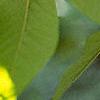 Asimina triloba, fruit